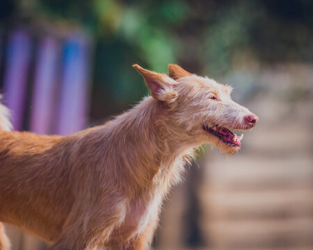 Beautiful red dog breed podenko ibitsenko, wire-haired, portrait