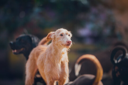 Beautiful red dog breed podenko ibitsenko, wire-haired, portrait