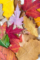 Obraz premium autumn leaves background