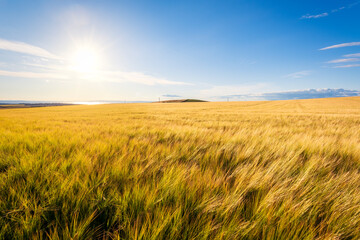 Sun shining over yellow barley (Hordeum vulgare) field in summer