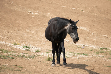 Thirsty Black Sabino Wild Horse Mare with tongue sticking out near the waterhole in the Pryor...