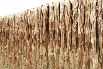 Closeup shot of raw jute fiber hanging under the sun for drying.