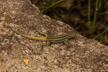 The Galápagos lava lizard, Albemarle lava lizard  (Microlophus albemarlensis).