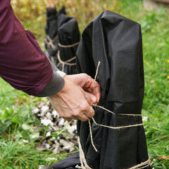 Gardener shelters plants with special cloth to protect it from snow and frost in winter