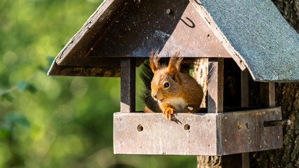 Close-up of Eurasian red squirrel in bird feeder