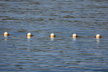 Closeup shot of buoys on the water in the sea
