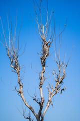 the dried branches of the tree with a blue sky. a beautiful blue sky on a sunny day. the trees welcome the autumn.