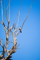 the dried branches of the tree with a blue sky. a beautiful blue sky on a sunny day. the trees welcome the autumn.