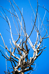 the dried twig of the tree with a blue sky. a beautiful blue sky on a sunny day. the trees welcome the autumn.