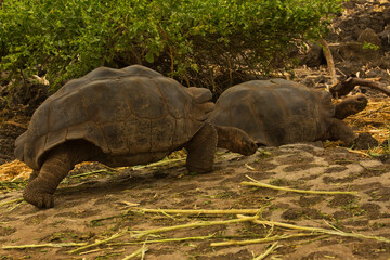 The Galápagos giant tortoise (Chelonoidis nigra).