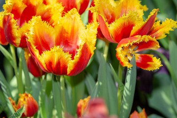 Selective focus shot of fringed orange tulips