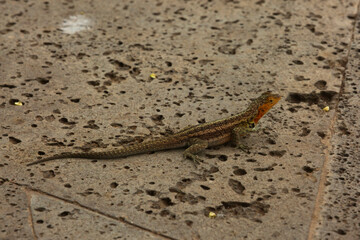 The Galapagos lava lizard, Albemarle lava lizard  (Microlophus albemarlensis).