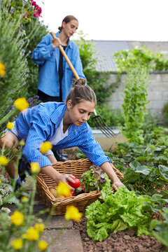 Young Woman Picking Vegetable While Working With Friend In Garden