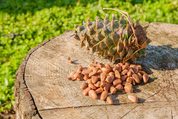 Pine nuts with a fresh pine cone soaked in resin on a tree stump.