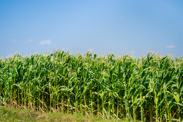the lushness of the cornflower with a beautiful sky. corn shoots that will become ripe and ready to be harvested.