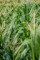 Fototapeta premium the lushness of the cornflower with a beautiful sky. corn shoots that will become ripe and ready to be harvested.