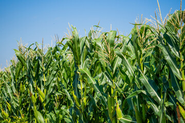 Obraz premium the lushness of the cornflower with a beautiful sky. corn shoots that will become ripe and ready to be harvested.