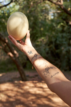 Cropped hand of woman holding ostrich egg at Kruger National Park, South Africa
