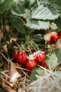 Ripe strawberries on field