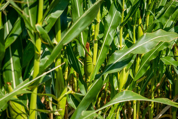 the lushness of the cornfield with a beautiful sky. corn shoots that will become ripe and ready to be harvested.