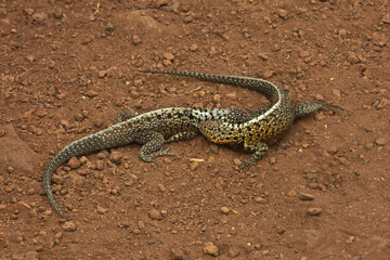 The Galápagos lava lizard, Albemarle lava lizard  (Microlophus albemarlensis).