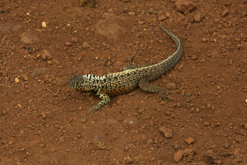 The Galápagos lava lizard, Albemarle lava lizard  (Microlophus albemarlensis).