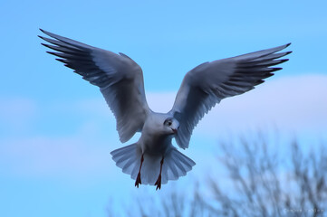 Mouette en plein vol