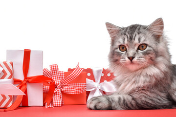 Gifts for the new year. Preparation for the holiday. The cat is next to various red and white gift boxes, isolated on a white background.