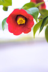 一輪の紅椿の花をクローズアップ
