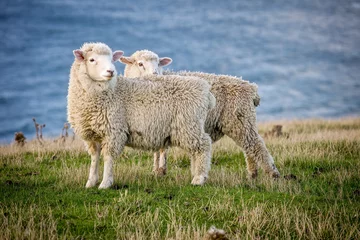 Poster sheep in the field © Mervyn