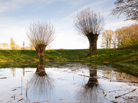 Germany, North Rhine-Westphalia, Dortmund, Bare willows reflecting on surface of shiny pond in Kurler Busch park
