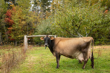 Old Jersey Cow Standing in a Fenced Field By Fall Trees