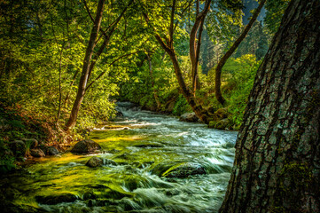 stream in the forest