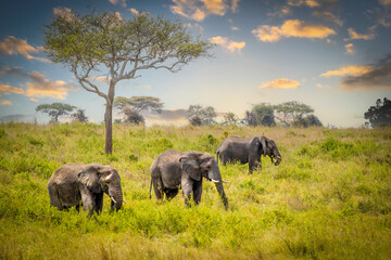 Fototapeta premium elephants in the savannah