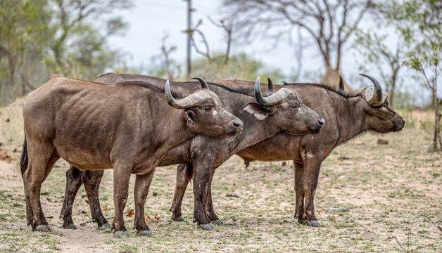 a herd of wildebeest