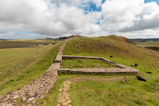 UK, England, Hexham, Cattle grazing in front of Hadrians Wall