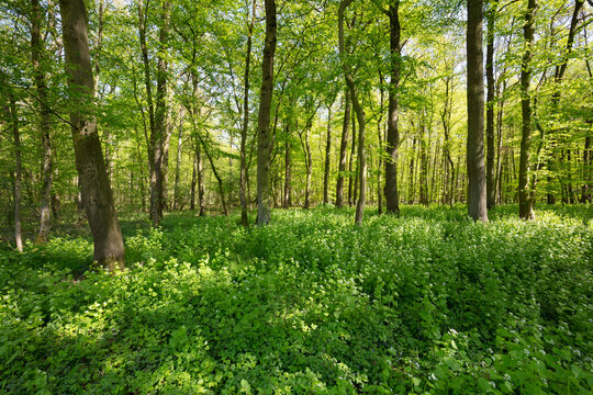 Germany, North Rhine-Westphalia, Garlic mustard (Alliaria petiolata) growing in green glade