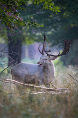 Weisser Damhirsch in einem Tierpark bei Hannover