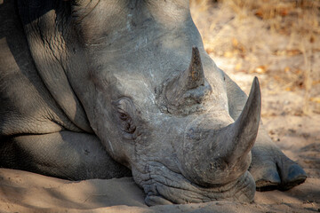 white rhino close up