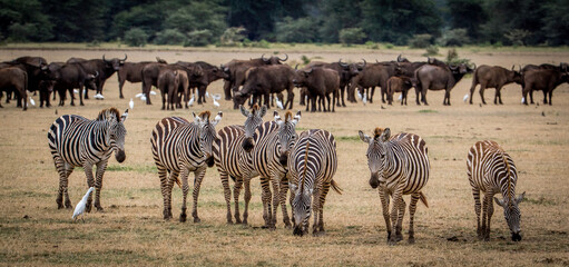 zebras and wildebeest in serengeti national park country