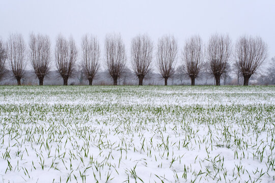 Snow-covered field in winter with willow tree windbreak in background