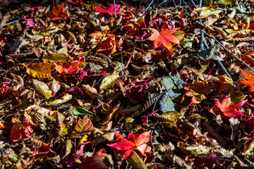 【栃木県】紅葉時期の龍王峡