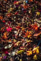 【栃木県】紅葉時期の龍王峡