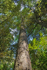Fototapeta premium Giant Kahikatea Tree in Deans Bush, New Zealand