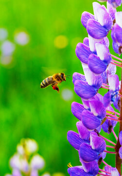 Honey bee flying toward blooming lupine