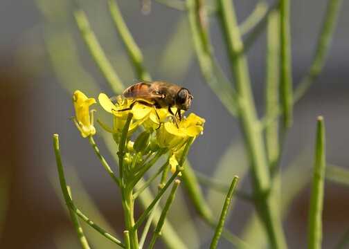Germany, Close-up of marmalade hoverfly (Episyrphus balteatus) crawling on top of blooming wildflowers