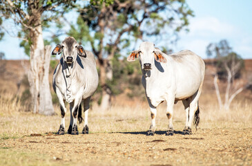 Two Brahman cows facing the camera with the background of a dry Australian landscape.