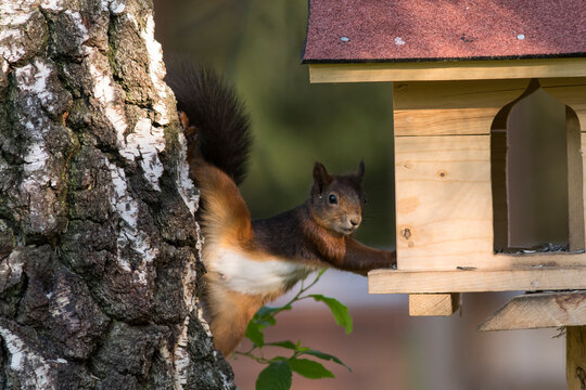 Eurasian squirrel reaching for seeds in birdhouse by tree trunk