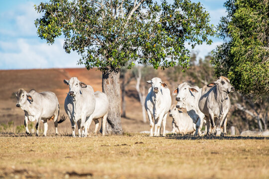 A group of brahman cows standing by a tree in the late afternoon