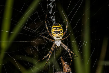 Wasp spider (Argiope bruennichi) hanging on spider web